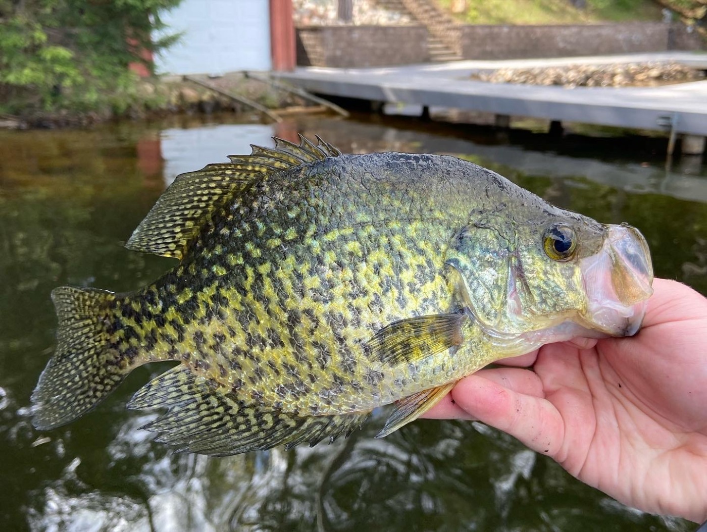 How I Catch Tons Of Crappie On Slip-Bobbers… (And You Can To) 